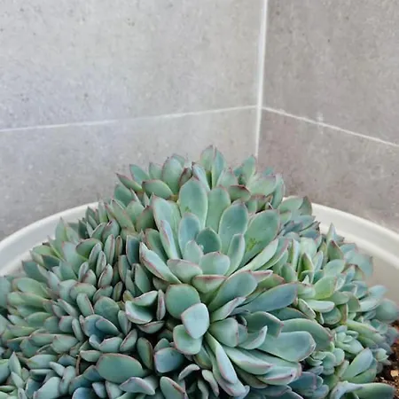 Sunset Ocean Mountain View 15 By-tenerife365 * Costa Adeje (Tenerife)